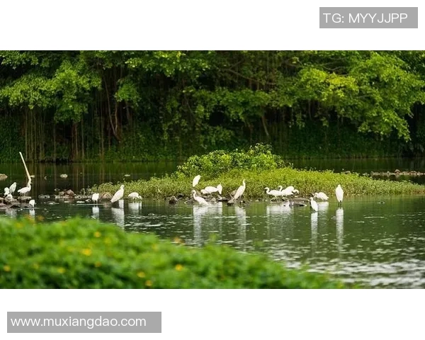 大阪钢吧与鸟类的奇妙对话探索自然与城市的和谐共生