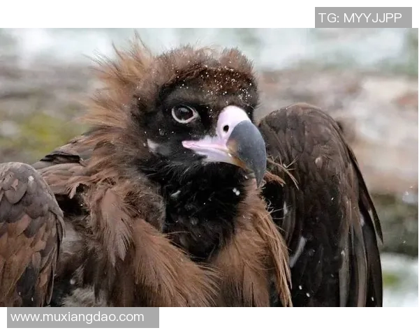 亚特兰大老鹰与国王激战正酣谁能在这场对决中笑到最后